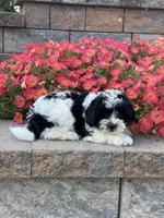 Ashton, a male Coton de Tulear and Shih Tzu for sale in Seneca Falls, NY – 3 of 5