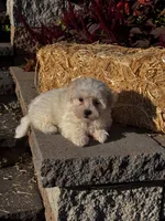 Cinnamon , a female Coton de Tulear for sale in Seneca Falls, NY – 5 of 6