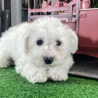 Buddy, a male Bichon Frise for sale in Seneca Falls, NY – Photo 4 of 6