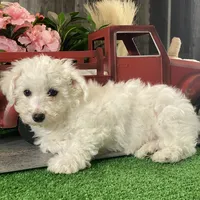 Buddy, a male Bichon Frise for sale in Seneca Falls, NY – Photo 5 of 6