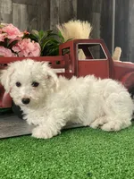 Buddy, a male Bichon Frise for sale in Seneca Falls, NY – Photo 4 of 6