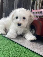 Buddy, a male Bichon Frise for sale in Seneca Falls, NY – Photo 1 of 6