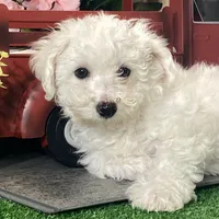 Buddy, a male Bichon Frise for sale in Seneca Falls, NY – Photo 6 of 6