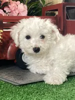 Buddy, a male Bichon Frise for sale in Seneca Falls, NY – Photo 5 of 6