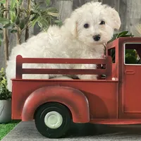 Buddy, a male Bichon Frise for sale in Seneca Falls, NY – Photo 1 of 6