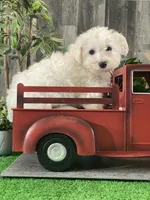 Buddy, a male Bichon Frise for sale in Seneca Falls, NY – Photo 6 of 6