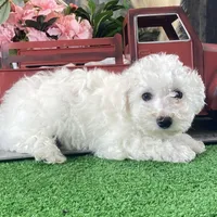 Buddy, a male Bichon Frise for sale in Seneca Falls, NY – Photo 3 of 6