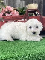 Buddy, a male Bichon Frise for sale in Seneca Falls, NY – Photo 2 of 6