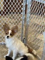 Champion line Rusty , a male Papillon for sale in Seneca Falls, NY – 7 of 10