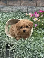Preston, a male Poodle - Toy  for sale in Seneca Falls, NY – 5 of 7