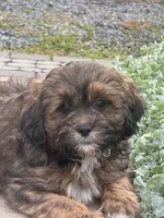 Xander, a male Shihpoo for sale in Seneca Falls, NY – 2 of 6
