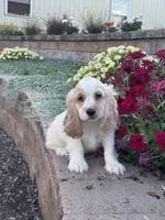 Ceaser, a male Cocker Spaniel for sale in Seneca Falls, NY – 3 of 4