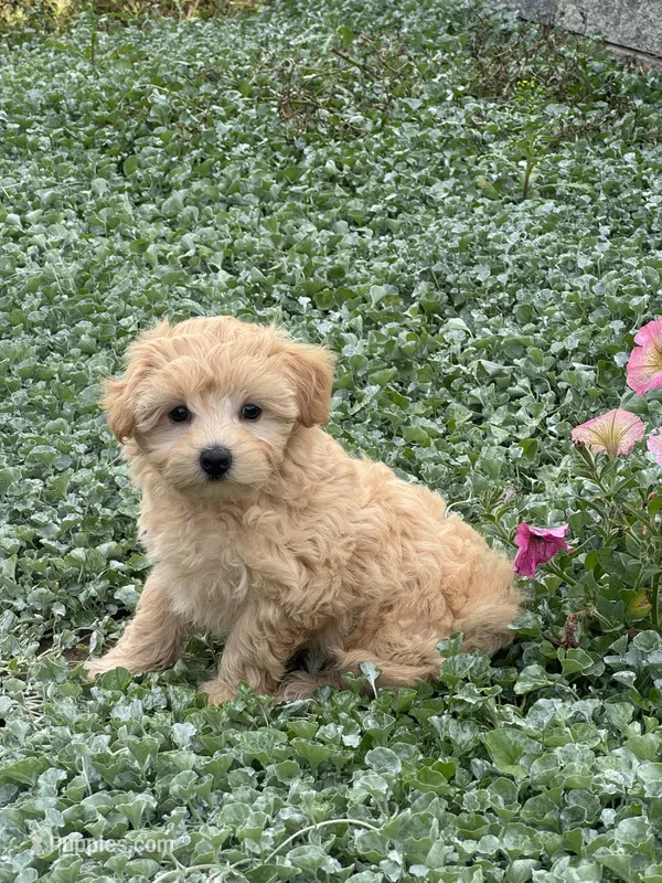 Murphy  – Maltipoo puppy for sale in Seneca Falls, NY