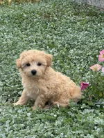 Murphy , a male Maltipoo for sale in Seneca Falls, NY – 1 of 7