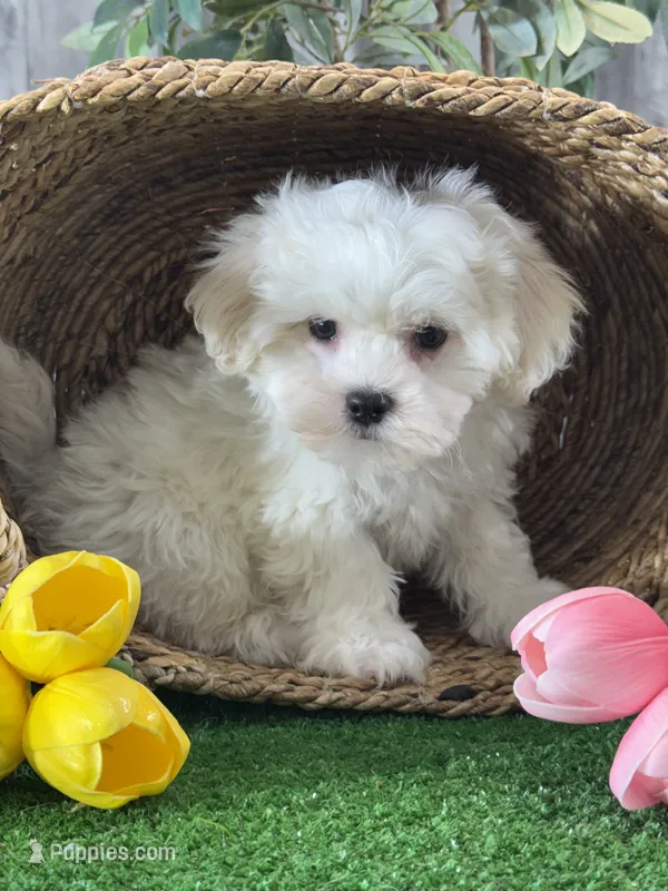Leo, a male Bichon Frise and Lhasa Apso for sale in Seneca Falls, NY – 1 of 5