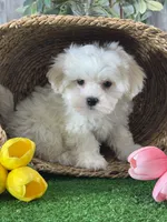 Leo, a male Bichon Frise and Lhasa Apso for sale in Seneca Falls, NY – 1 of 5