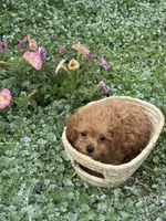 Paddy, a male Poodle - Toy  for sale in Seneca Falls, NY – 3 of 5