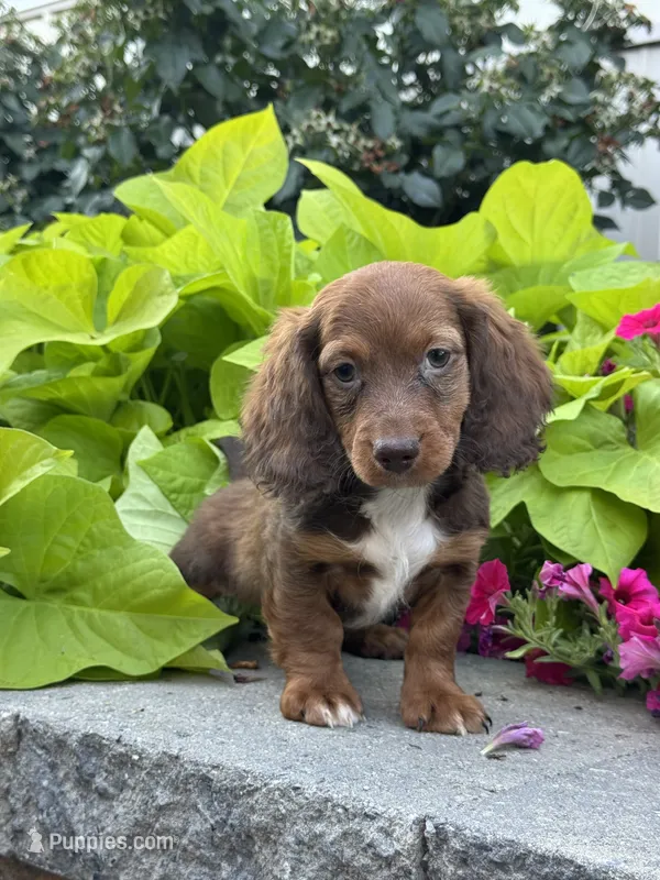 Diago – Miniature Dachshund puppy for sale in Seneca Falls, NY