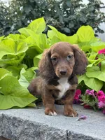 Diago, a male Miniature Dachshund for sale in Seneca Falls, NY – 1 of 5