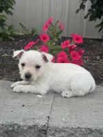 Wendy, a female West Highland White Terrier for sale in Seneca Falls, NY – 5 of 5