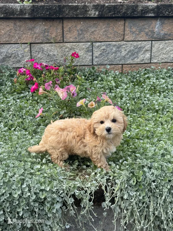 Mary – Maltipoo puppy for sale in Seneca Falls, NY