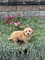 Mary, a female Maltipoo for sale in Seneca Falls, NY – 1 of 5