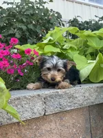 York , a male Yorkshire Terrier for sale in Seneca Falls, NY – 3 of 5