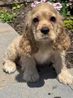 Chief, a male Cocker Spaniel for sale in Seneca Falls, NY – 7 of 8