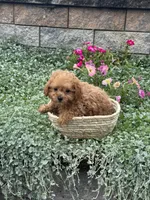 Paddy, a male Poodle - Toy  for sale in Seneca Falls, NY – 5 of 5