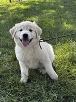 Gloria black collar, a female Great Pyrenees for sale in Seneca Falls, NY – 3 of 4