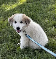 George, a male Great Pyrenees for sale in Seneca Falls, NY – 4 of 6