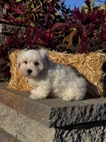 Chippy, a male Coton de Tulear for sale in Seneca Falls, NY – 5 of 6