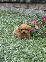 Preston, a male Poodle - Toy  for sale in Seneca Falls, NY – 3 of 7