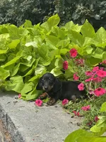 Dexter, a male Miniature Dachshund for sale in Seneca Falls, NY – 2 of 4