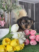 Yimmy , a male Yorkshire Terrier for sale in Seneca Falls, NY – 2 of 6