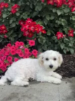 Labanon, a male Lhasa Apso and Coton de Tulear for sale in Seneca Falls, NY – 7 of 7