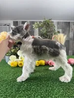 Melody , a female Miniature Schnauzer for sale in Seneca Falls, NY – 5 of 5