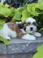 Skylar, a male Shih Tzu for sale in Seneca Falls, NY – 2 of 5