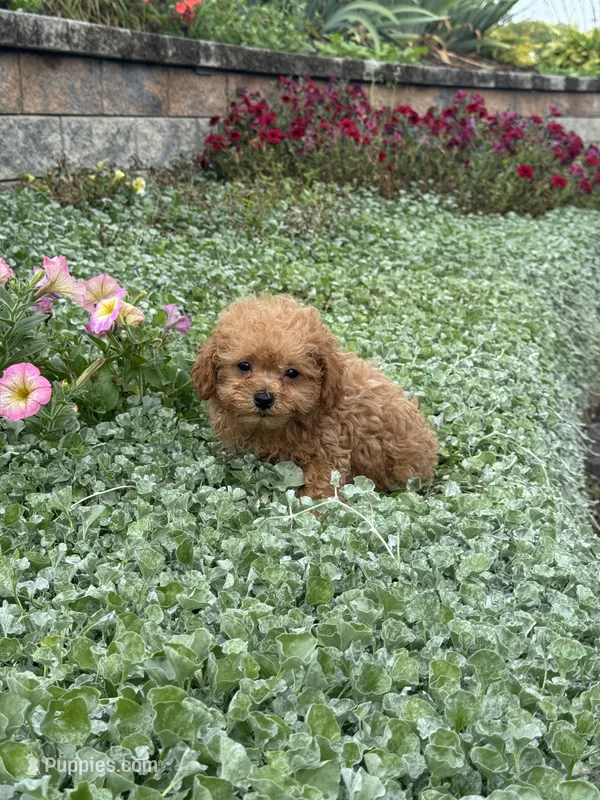 Paddy, a male Poodle - Toy  for sale in Seneca Falls, NY – 1 of 5