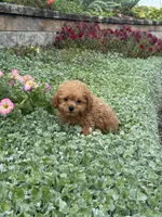 Paddy, a male Poodle - Toy  for sale in Seneca Falls, NY – 1 of 5