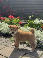 Iggy, a male Shiba Inu for sale in Seneca Falls, NY – 3 of 5