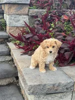 Muffin, a female Maltipoo for sale in Seneca Falls, NY – 7 of 7