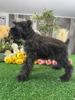 Kobe, a male Miniature Schnauzer for sale in Seneca Falls, NY – 4 of 5