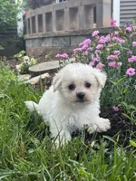 Bear, a male Bichpoo for sale in Seneca Falls, NY – 2 of 5