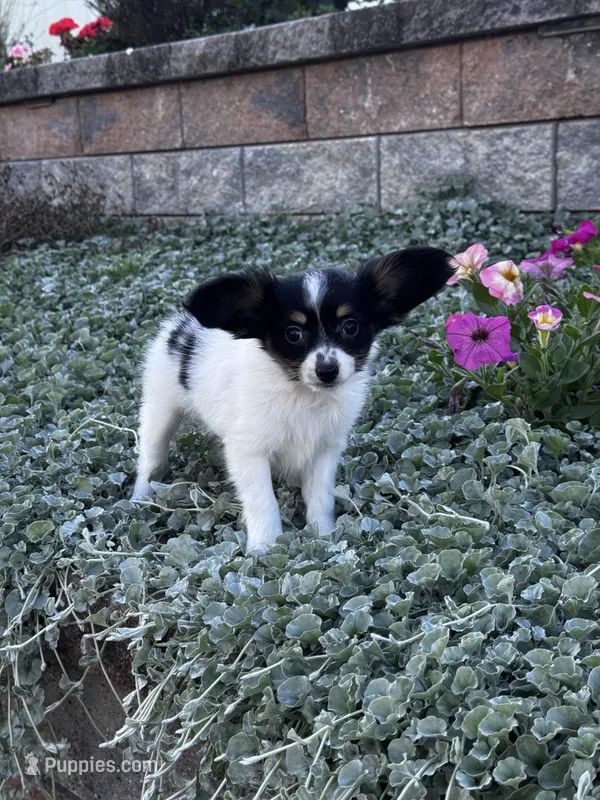 Rachel, a female Papillon for sale in Seneca Falls, NY – 1 of 3