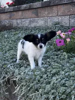 Rachel, a female Papillon for sale in Seneca Falls, NY – 1 of 3