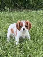 Giggles , a female Cavalier King Charles Spaniel for sale in Seneca Falls, NY – 2 of 5