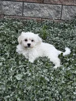 Jimmy , a male Shih Tzu and Poodle - Toy  for sale in Seneca Falls, NY – 6 of 7