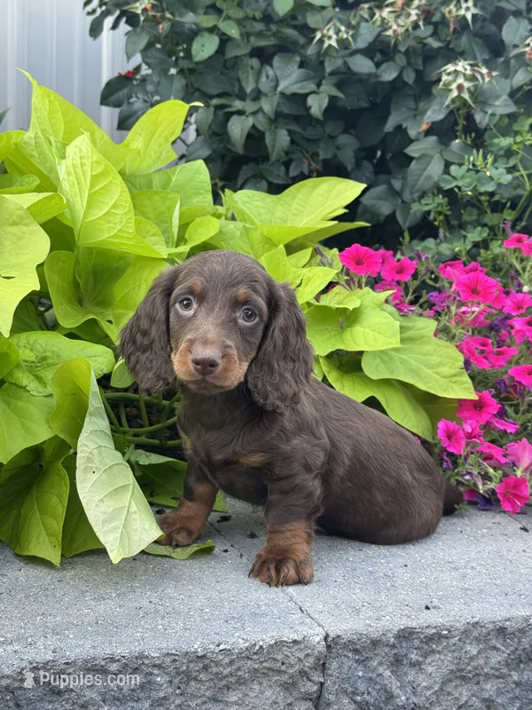 Diesel – Miniature Dachshund puppy for sale in Seneca Falls, NY