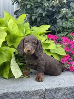 Diesel, a male Miniature Dachshund for sale in Seneca Falls, NY – 1 of 4